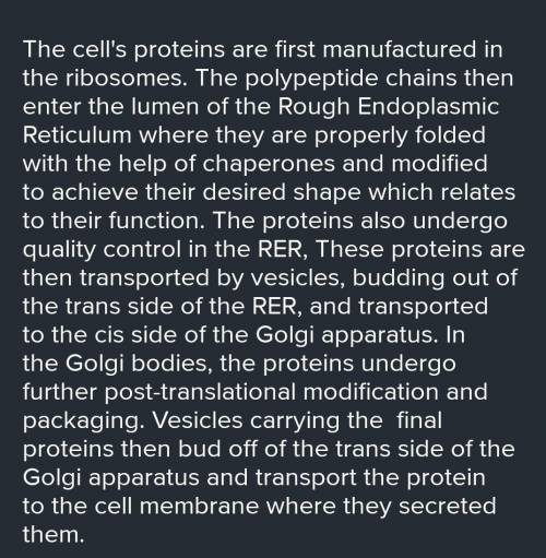 a cell makes and secretes a certain protein. explain where it is made, how it is secreted from the c