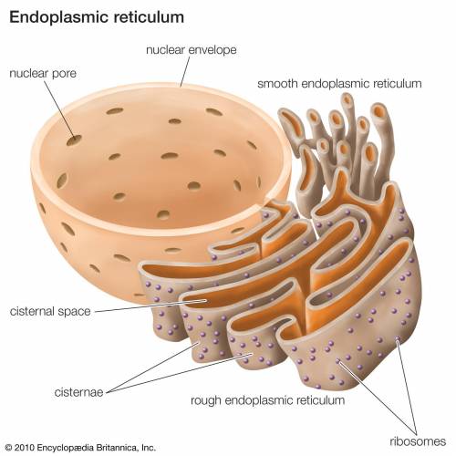 The rough endoplasmic reticulum has  located on it