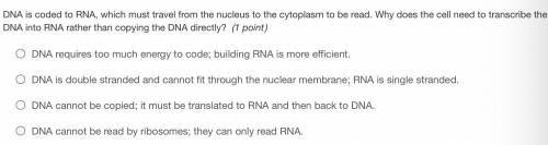DNA is coded to RNA, which must travel from the nucleus to the cytoplasm to be read. Why does the c