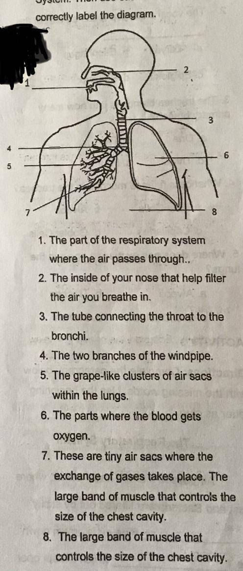 ACTIVITY 1

Directions: Study the diagram to
identify the parts of the Respiratory
System. Then us