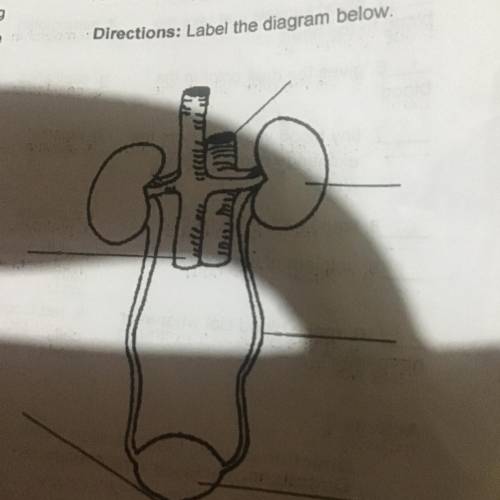ACTIVITY 3

Directions: Label the diagram below.
Plsss Help ME plss I really need this
Now plss