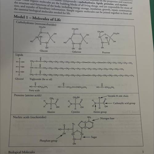 Which type of molecule includes an example with a long-chain carbon backbone?