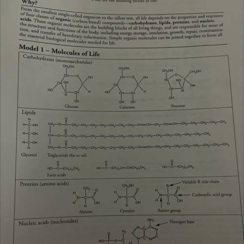 There are 20 naturally occurring amino acids, and each one only varies in the structure of the R si