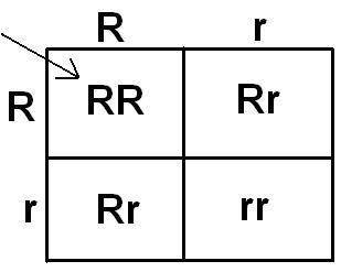 Study the diagram above. It represents four people: two parents and their two children. Parents are