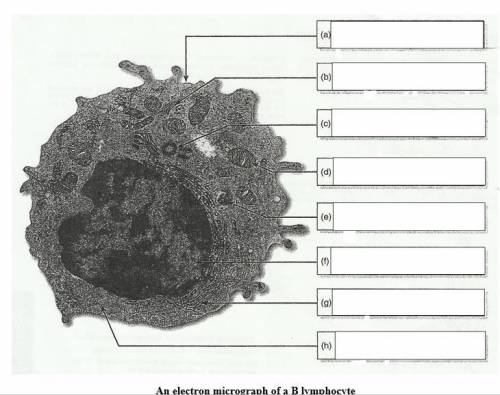 Label electron micrograph of B lymphocyte.