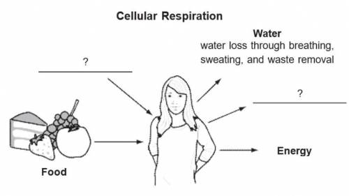 The diagram shows a partial model for respiration in the human body.

a. Identify the two missing