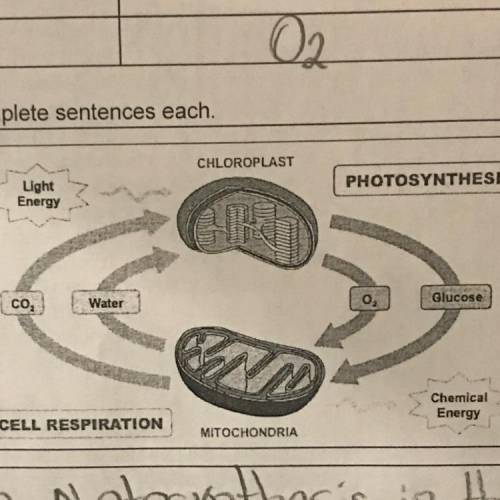 • Describe the relationship between

photosynthesis in the chloroplast and cellular
respiration in