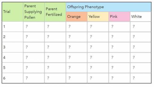 Write the number of offspring plants with each phenotype in the Offspring Phenotype columns. Also,