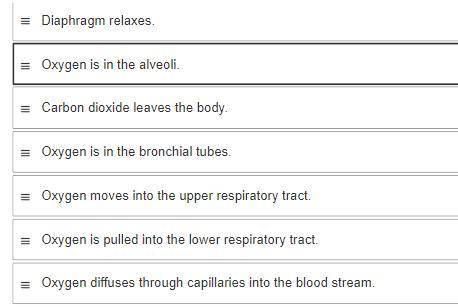 Place the following in order after contraction of the diaphragm.