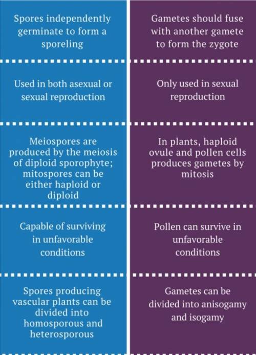 Differentiate between spore and gamete