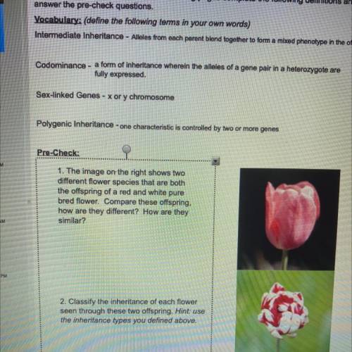 The image on the right shows two different flower species that are both the offspring of a red and