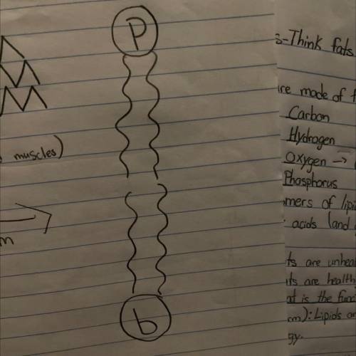 What type of diagram is this? is it a proteins or lipid diagram?