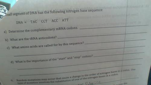 A small segment of DNA has the following nitrogen base sequence:
DNA=TAC CCT ACC ATT