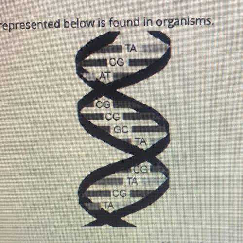 The type of molecule represented below is found in organisms.

Which statement correctly describes