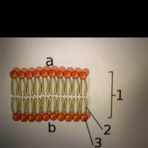 This is an image of the phospholipid bilayer. Based on what you know about the structure of the pho